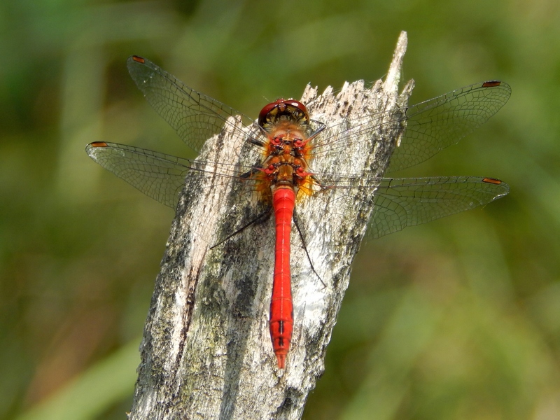 Libellula da ID